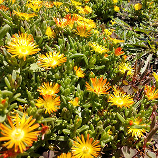 delosperma lutea